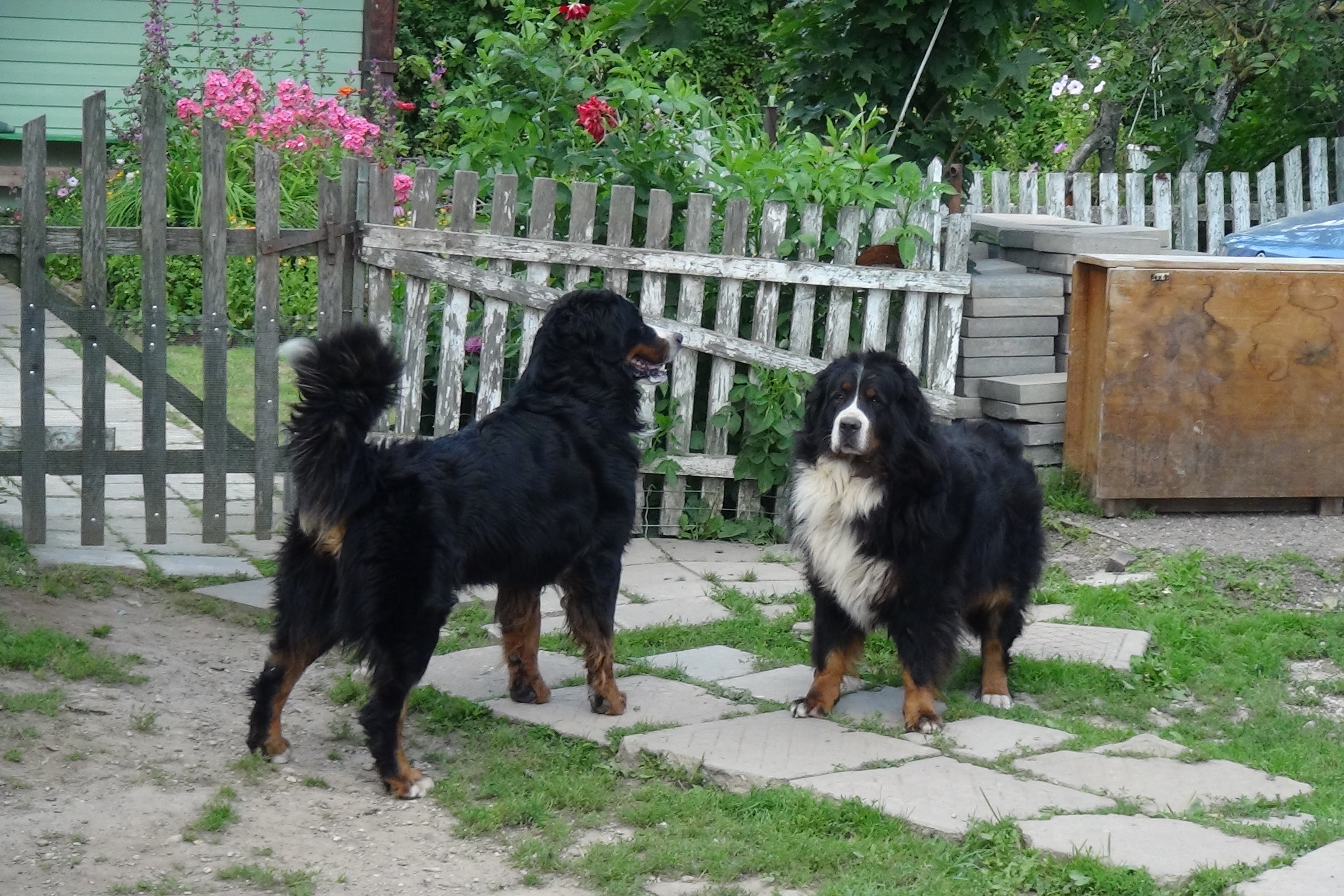 bernese mountain dog