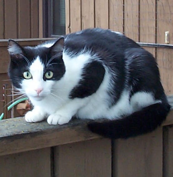 File:Black white cat on fence.jpg