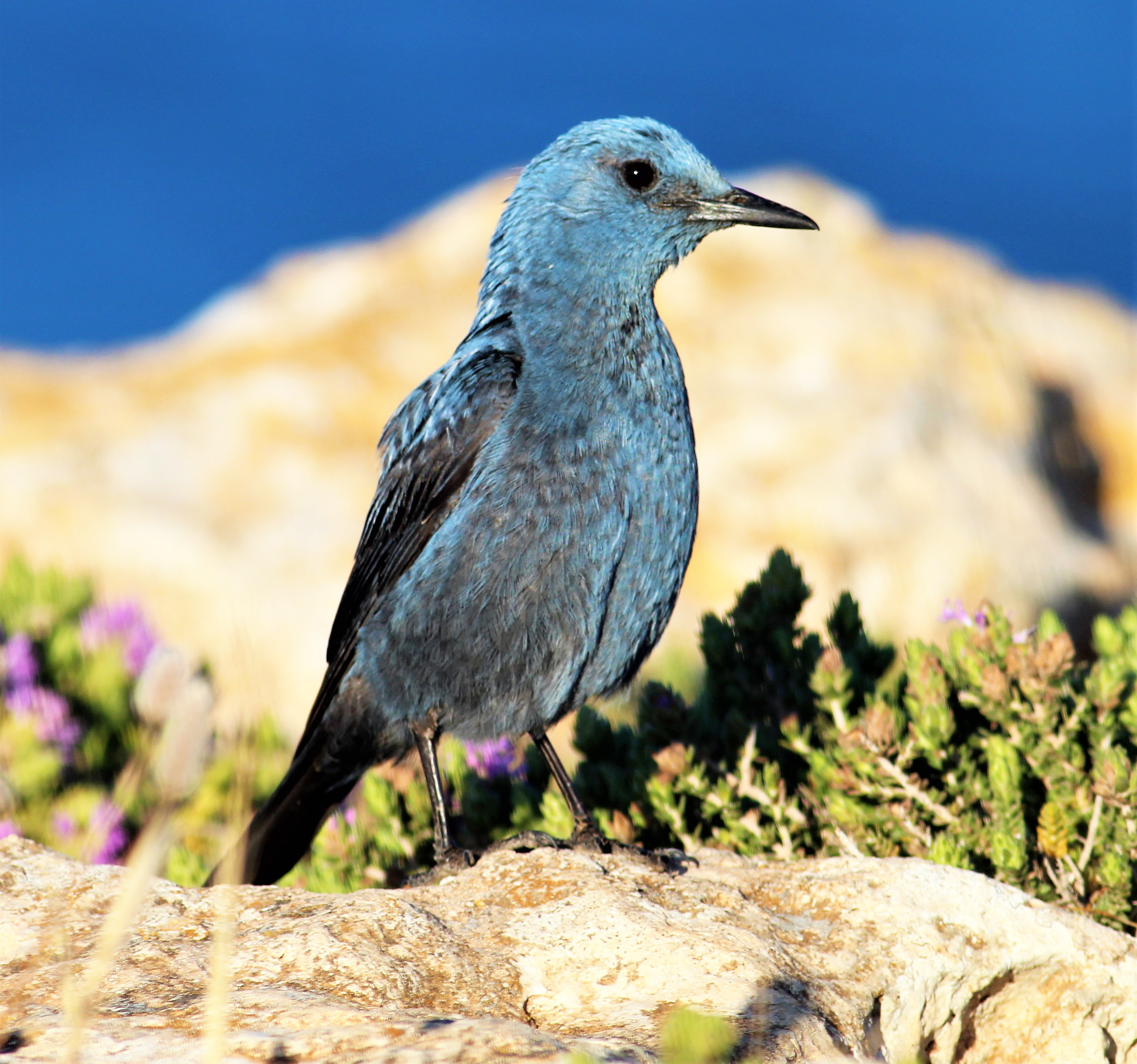 https://upload.wikimedia.org/wikipedia/commons/c/ca/Blue-Rock-Thrush-Alex-Casha.jpg