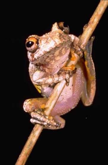 File:Boophis guibei.jpg