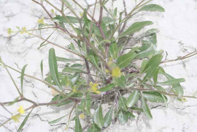 Рогачка хреновидная (Erucastrum armoracioides)