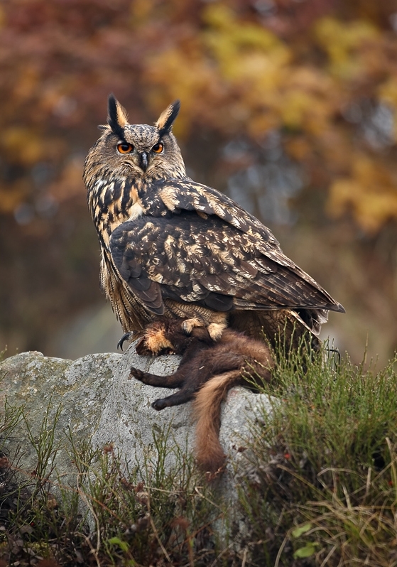 Cape Eagle Owl Diet