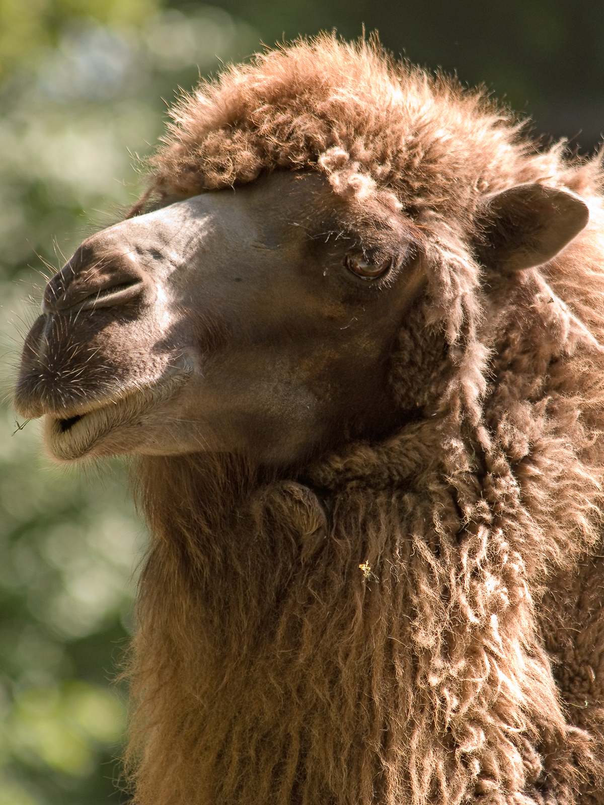 file-camel-portrait-jpg-wikipedia