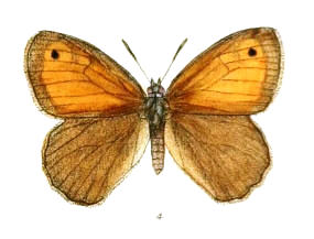<i>Hyponephele neoza</i> Species of butterfly