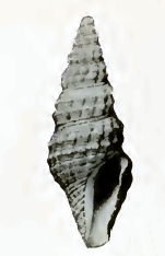 <i>Compsodrillia</i> Genus of gastropods