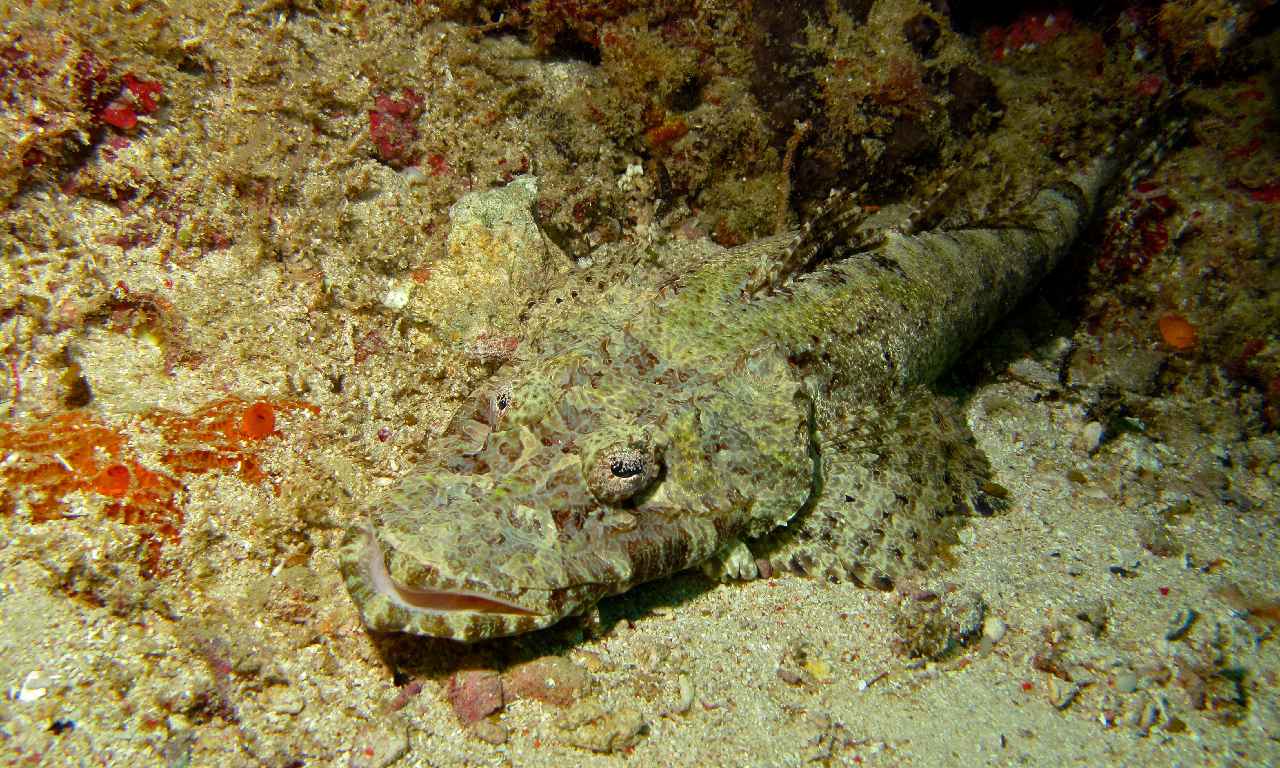 Рыба крокодил фото красное море