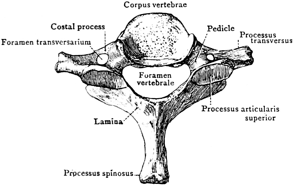 Сделайте анализ терминов по тэ osteologia pathologia. Остеология животных. Карта Остеология CDP 124. Остеология инкишофи устухонхо Тасниф ва вазифаи устухонхо.