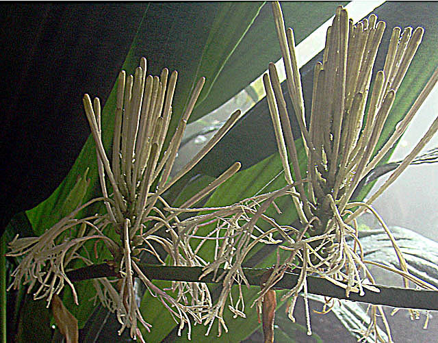 File:Dracaena aubryana (25992344714).jpg