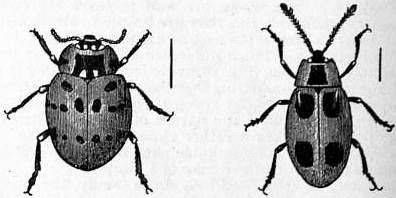 EB1911 Coleoptera - Fig. 32.—Anatio ocellata, Fig. 33.—Endomychus coccineus.jpg