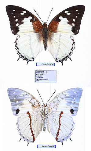 <i>Charaxes lecerfi</i> Species of butterfly