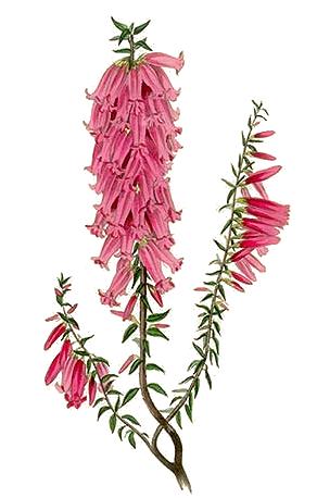 File:Epacris impressa - Paxton.jpg