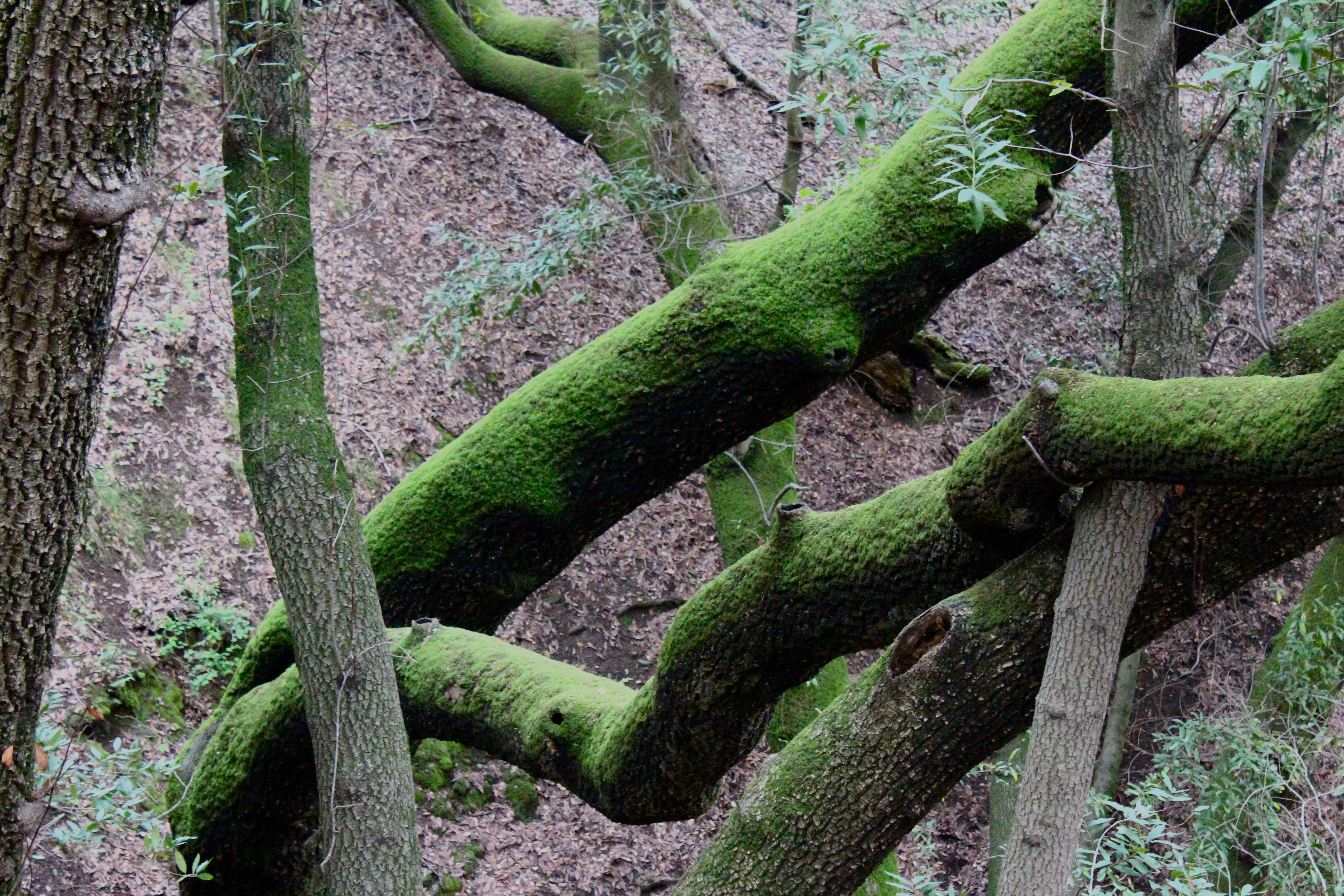 File:Green tree moss.jpg - Wikimedia Commons