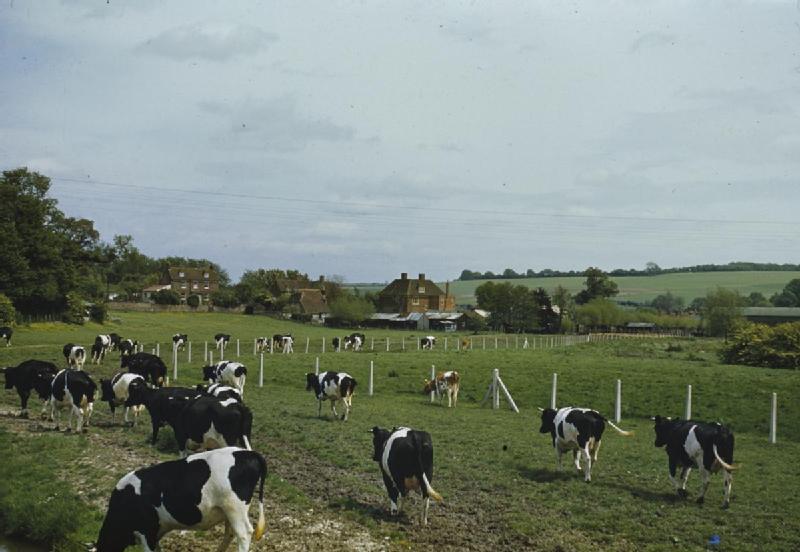 File:Farming in Britain during the Second World War TR950.jpg