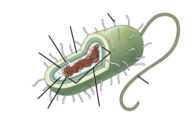 species of archaebacteria