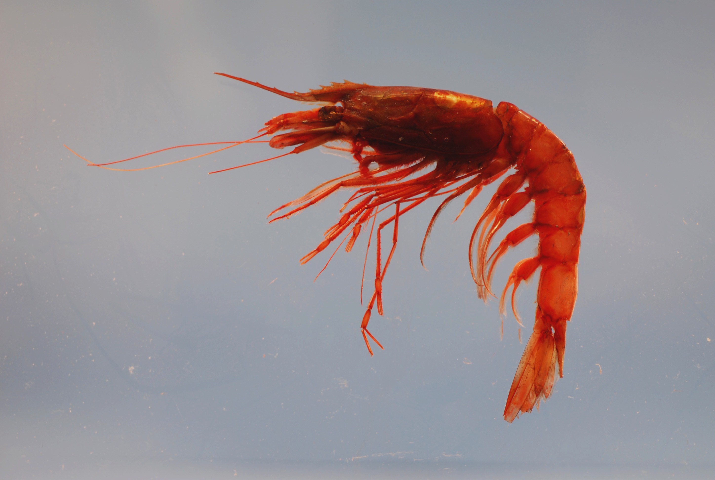 shrimps in water