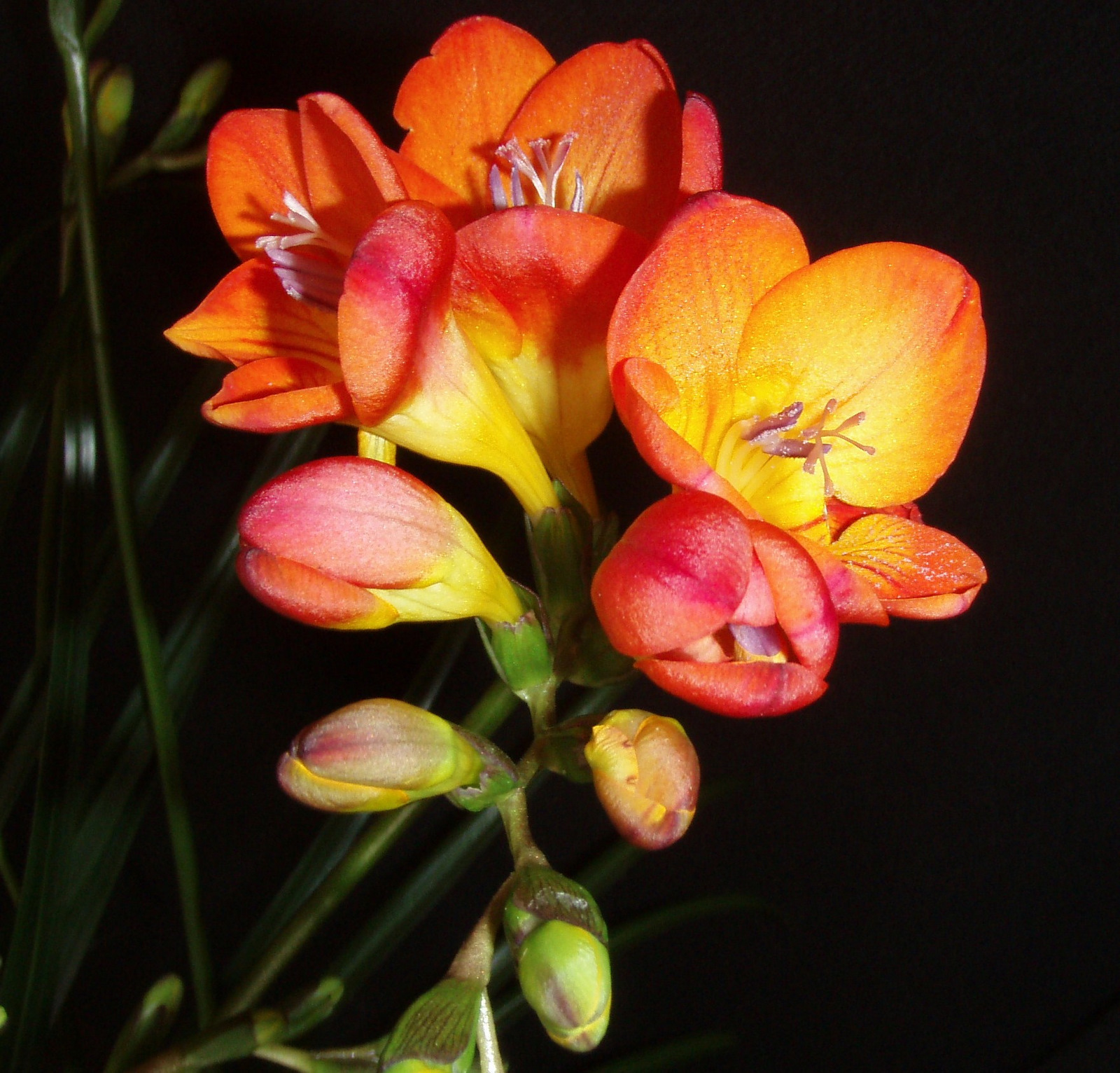 Freesia Single Inferno