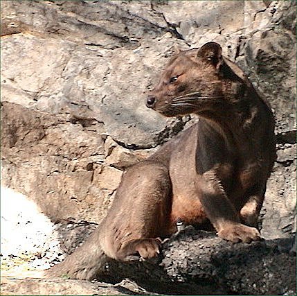 Fossa madagaskarska