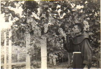 File:Fray Cosme cosecha de uvas 1975.jpg