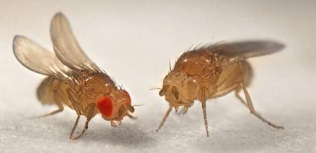 https://upload.wikimedia.org/wikipedia/commons/c/ca/Fruit-flies-red-and-white-eyes.jpg