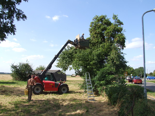 File:Fruit Pickers, Fishtoft - geograph.org.uk - 557764.jpg