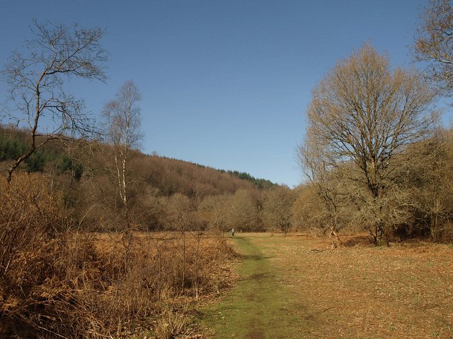 File:Glade by the Teign - geograph.org.uk - 2297283.jpg