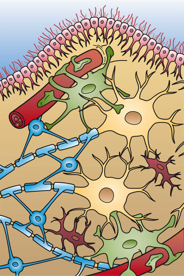 Bugs, Gut, and Glial