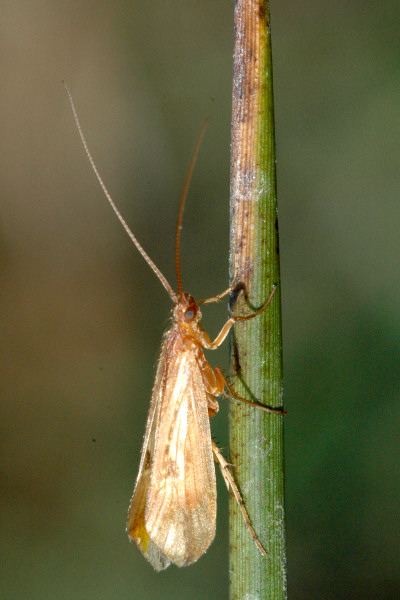 File:Glyphotaelius.pellucidus.jpg