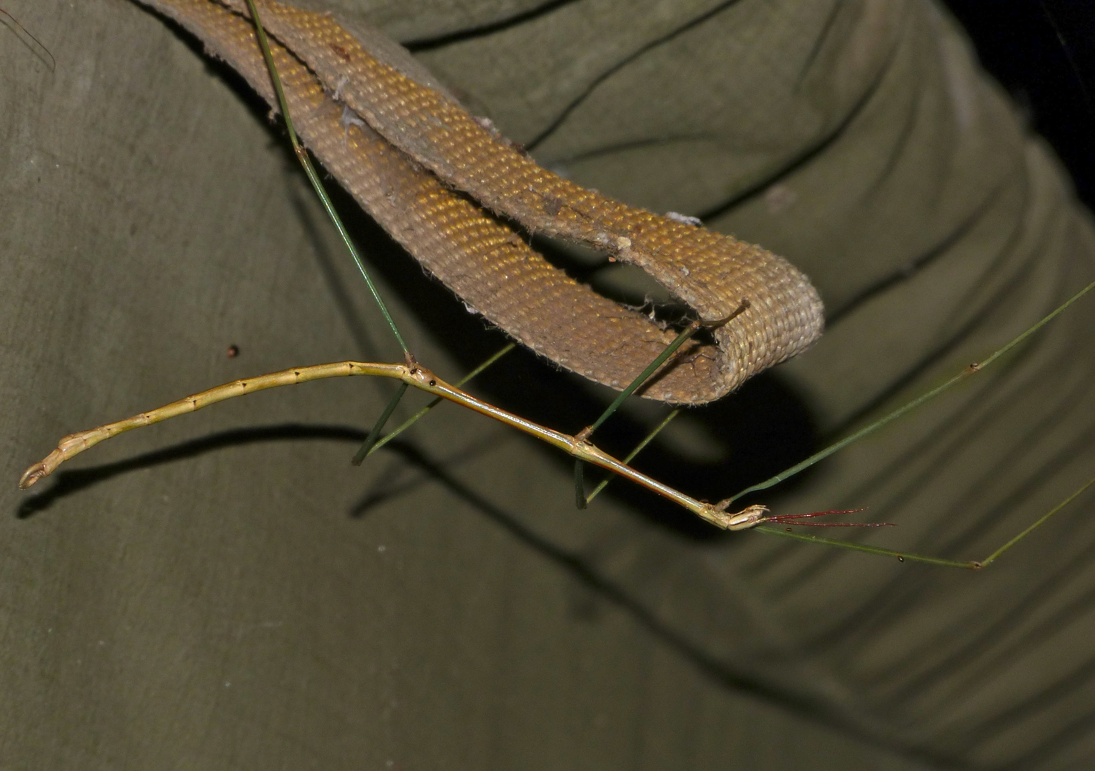 Grass Stick Insect (Maransis rufolineatus) male (13965680393).jpg