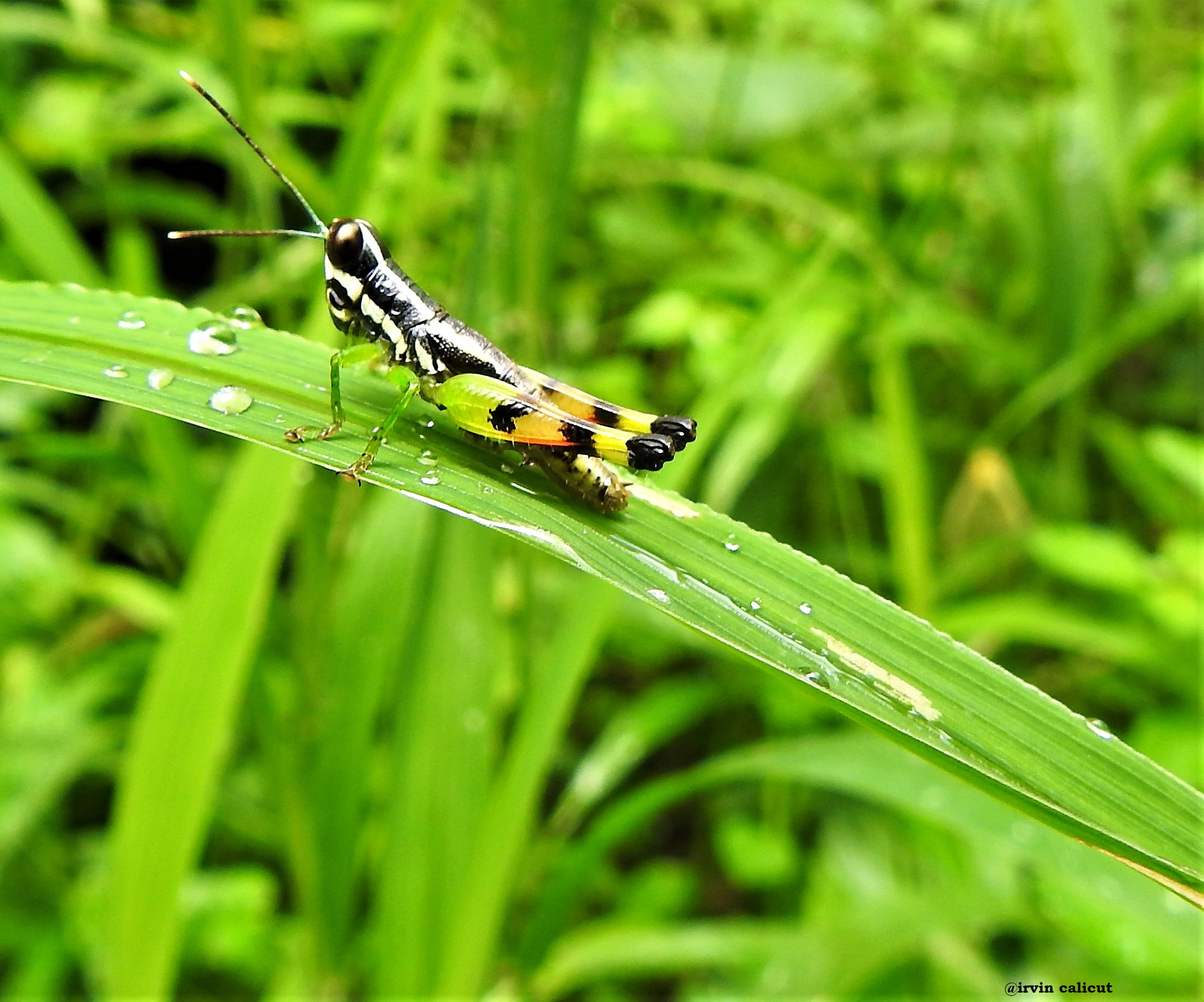 Grasshopper перевод узбекский