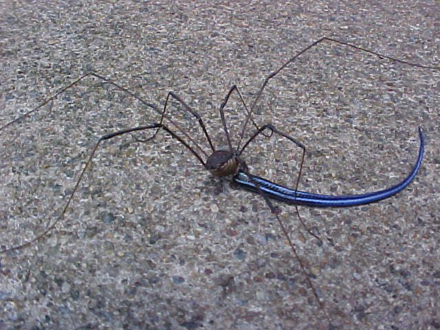 File:Harvestman eating skink tail.jpg