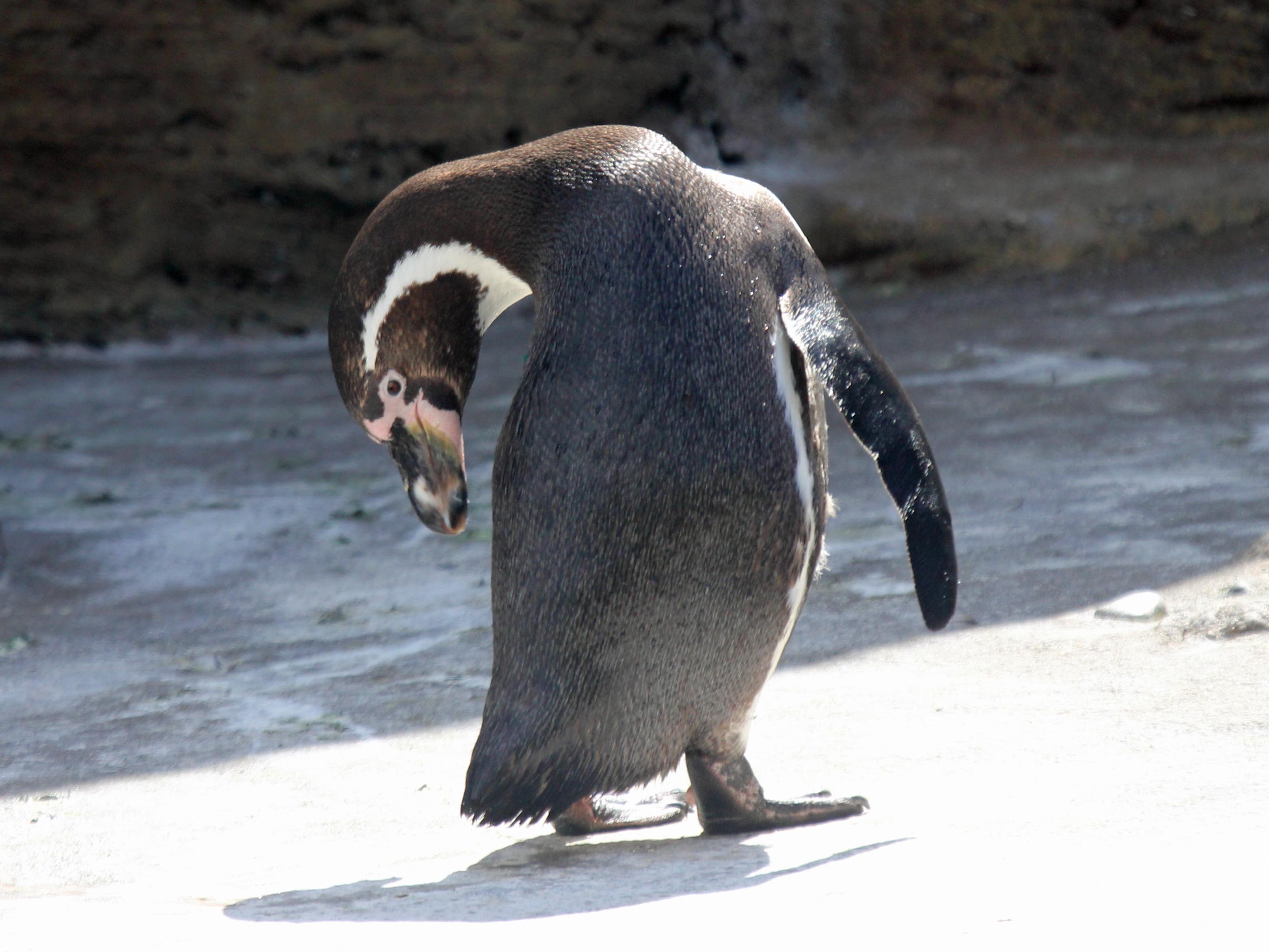 Humboldt penguin - Wikipedia