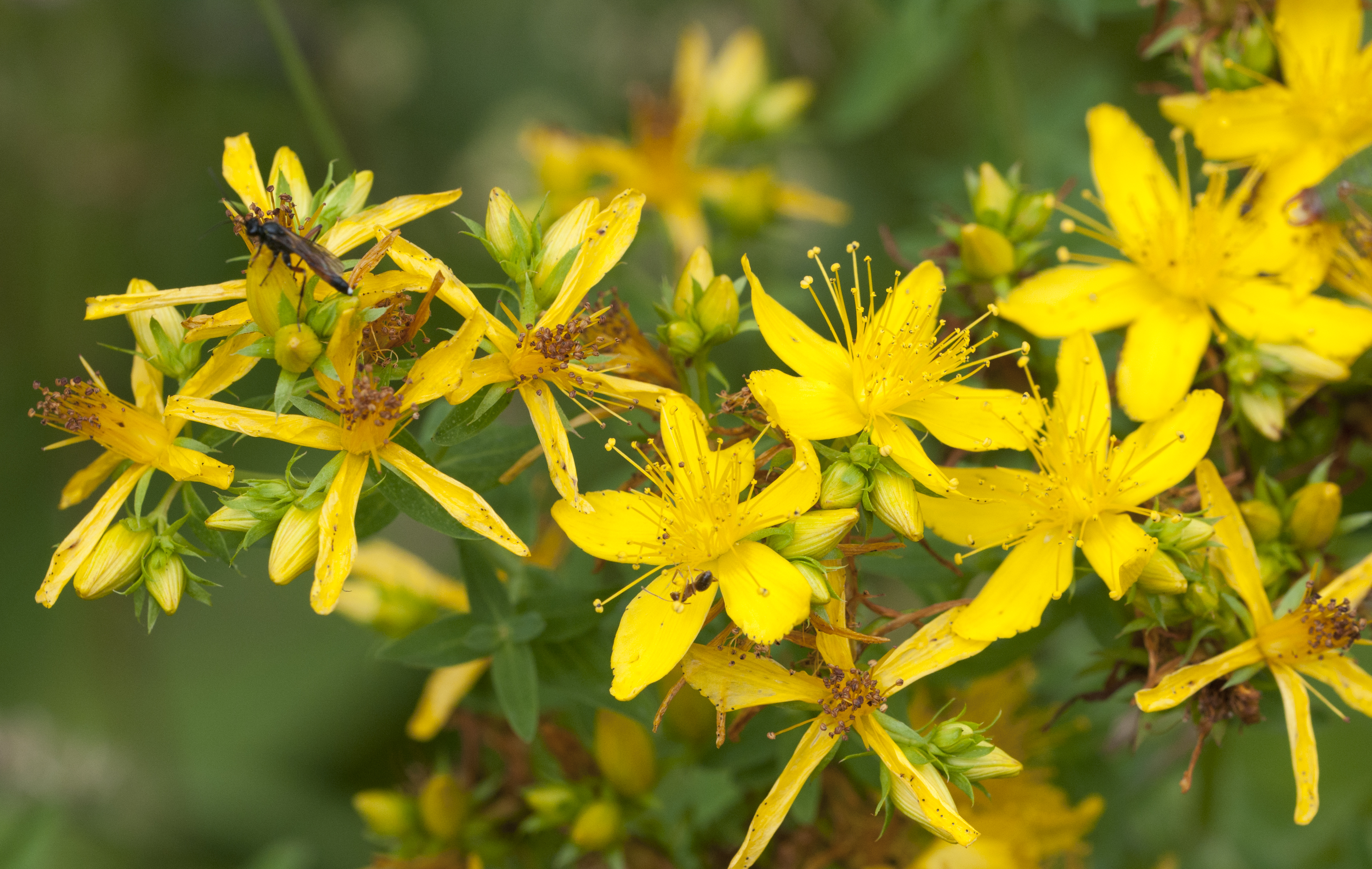 Травы ромашка и зверобой. Зверобой горный(Hypericum montanum l.). Зверобой Sari Kantaron. Зверобой (Hypéricum perforátum). Kantaron Yaği.