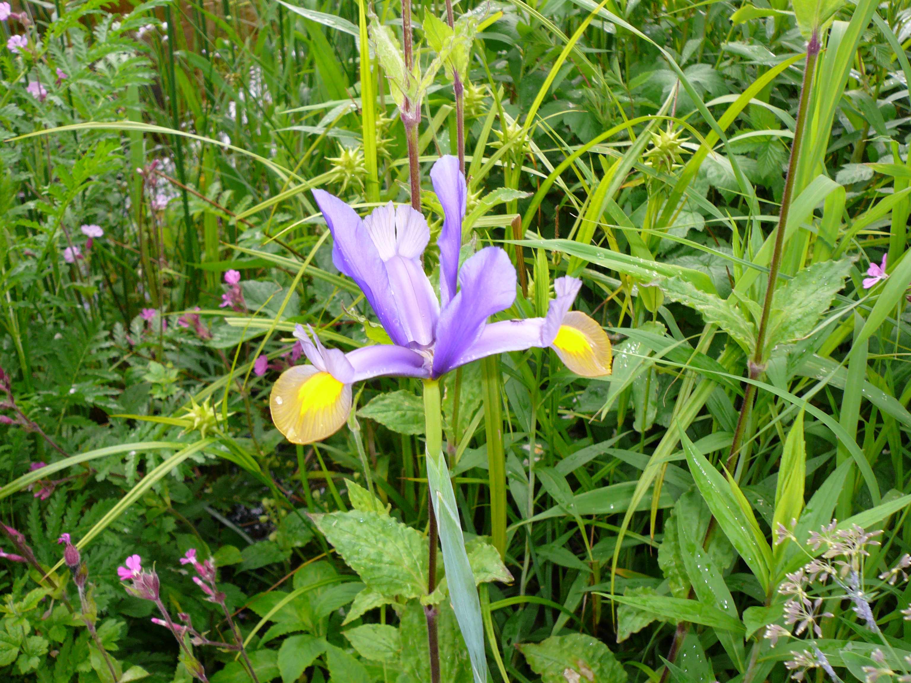 TÌNH YÊU CÂY CỎ ĐV 7 Iris-xiphium