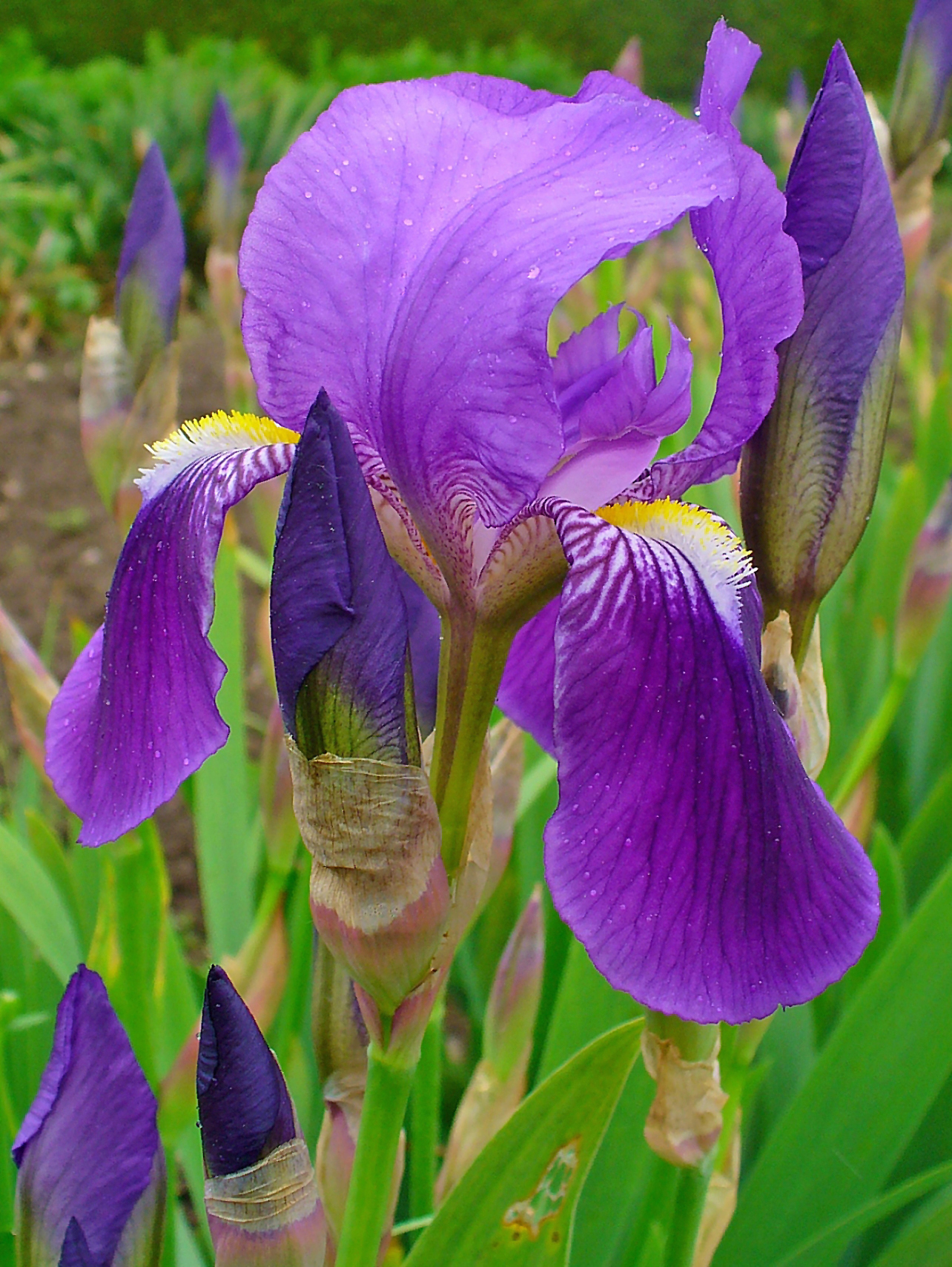 Каким цветом ирис цветок. Ирис Iris Germanica Nibelungen. Ирис германский (Iris Germanica). Ирис Германика фиолетовые. Ирис германский Rimfire.