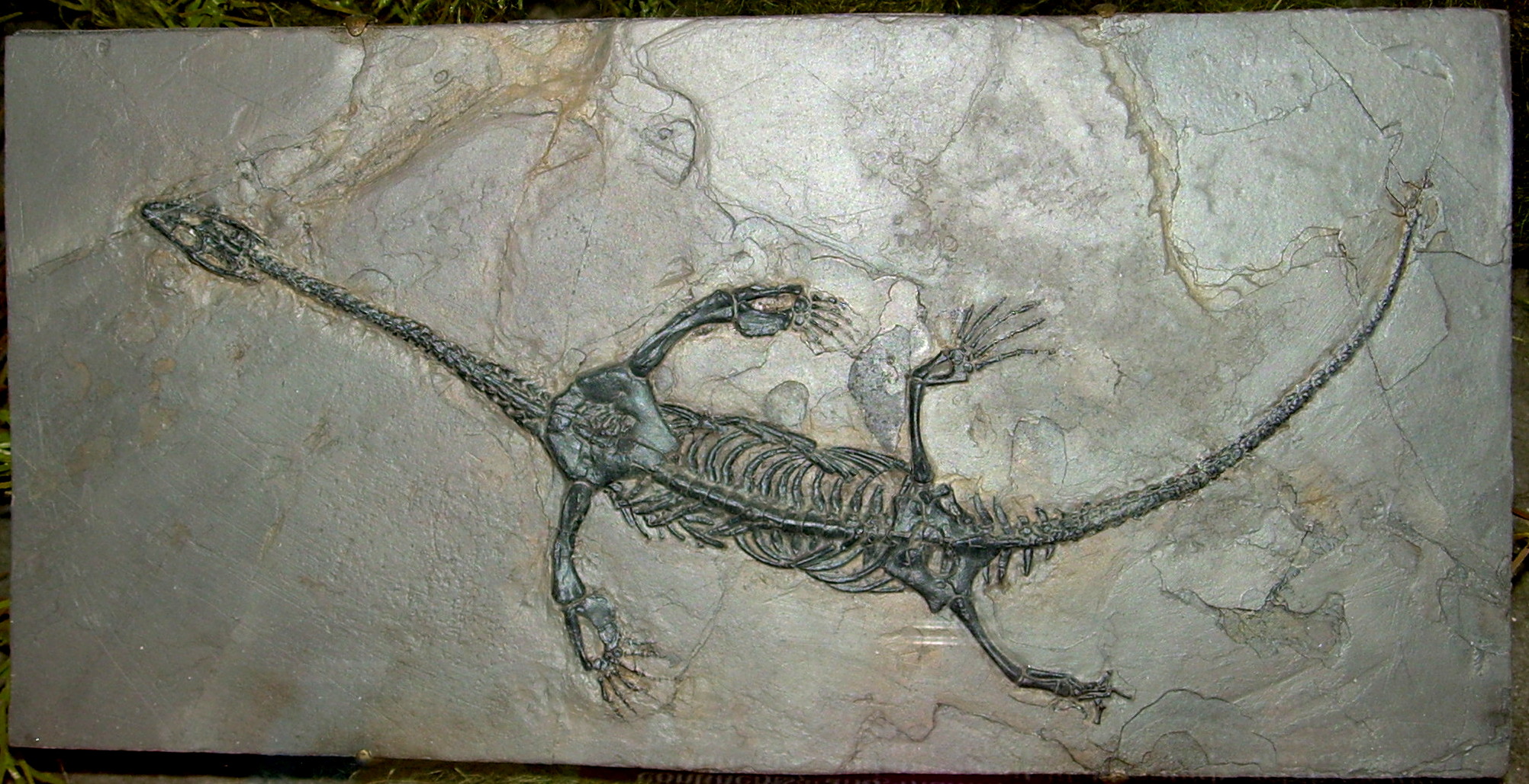 Resultado de imagen de fossil reptiles wiki