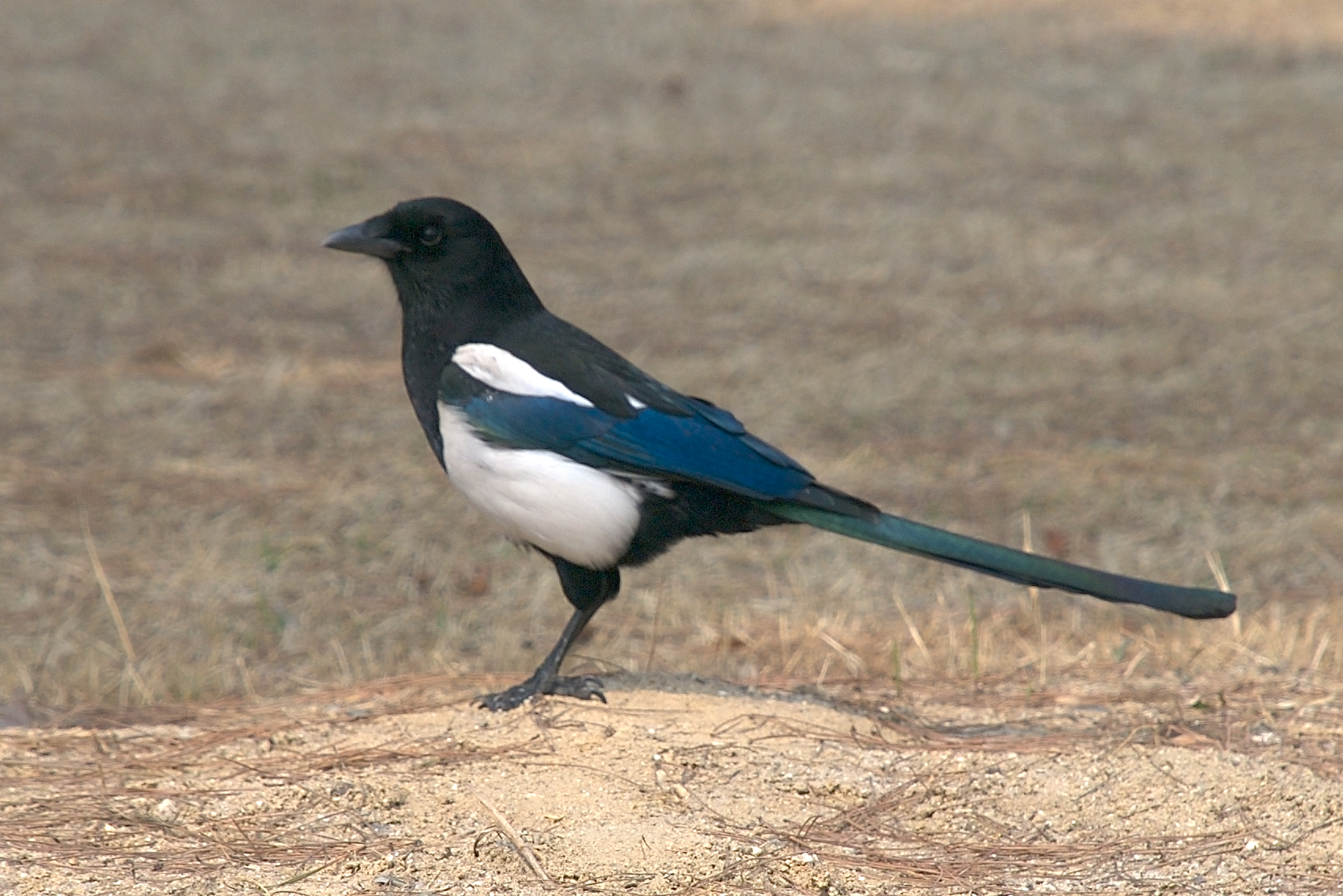 Korean magpie in Daejeon (side profile).jpg