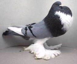 <span class="mw-page-title-main">Dutch Cropper</span> Breed of pigeon