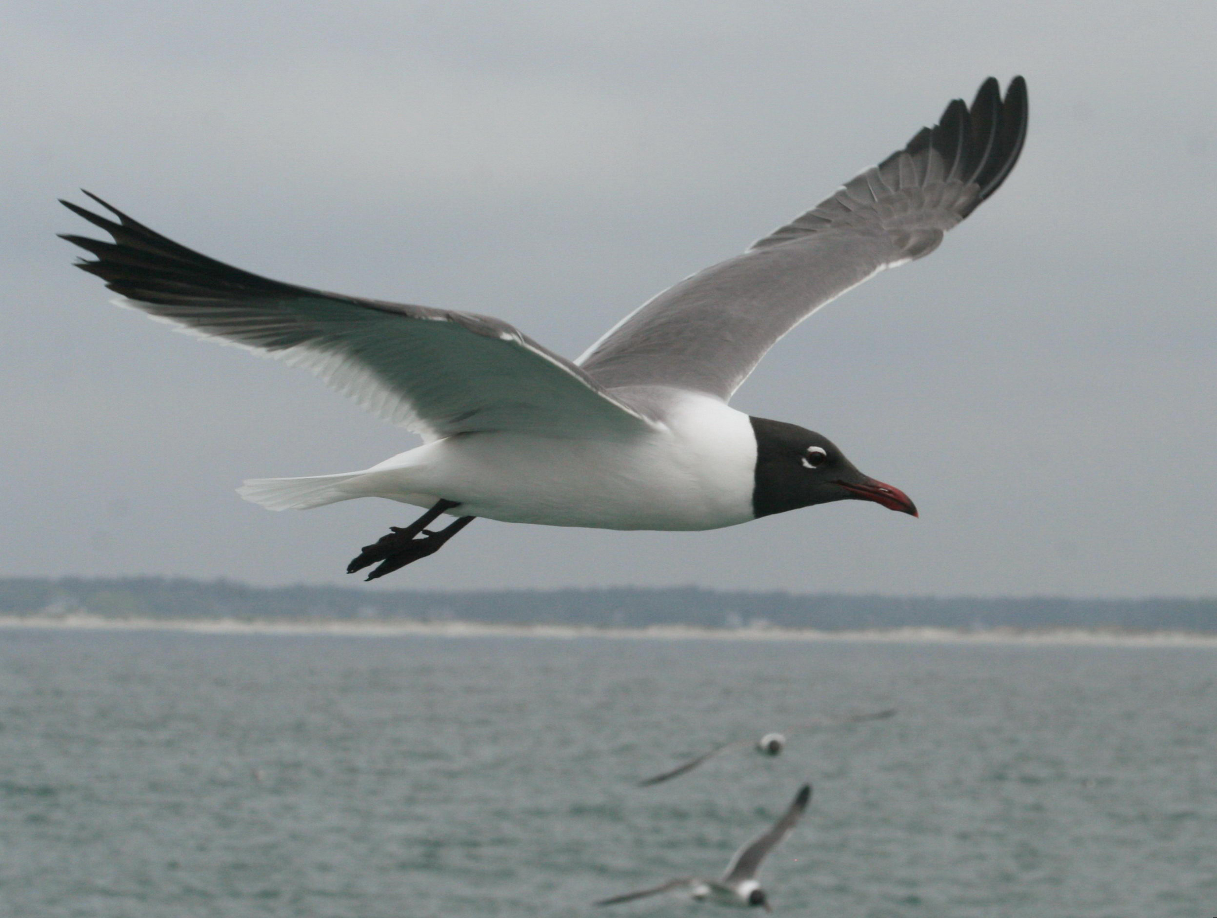 the laughing gull