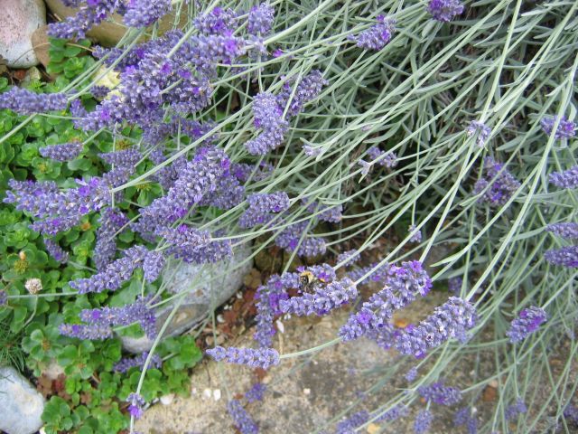 File:Lavender-flowers.jpg