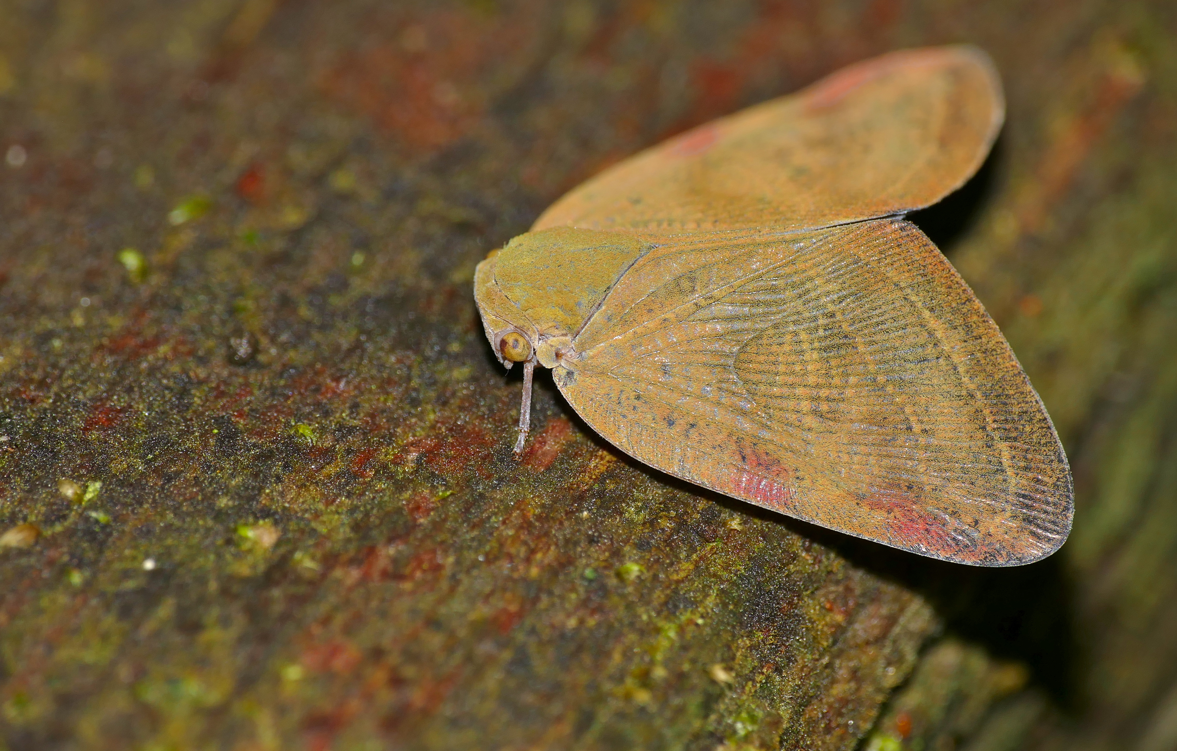 Leafhopper (Ricaniidae) (23520352775).jpg