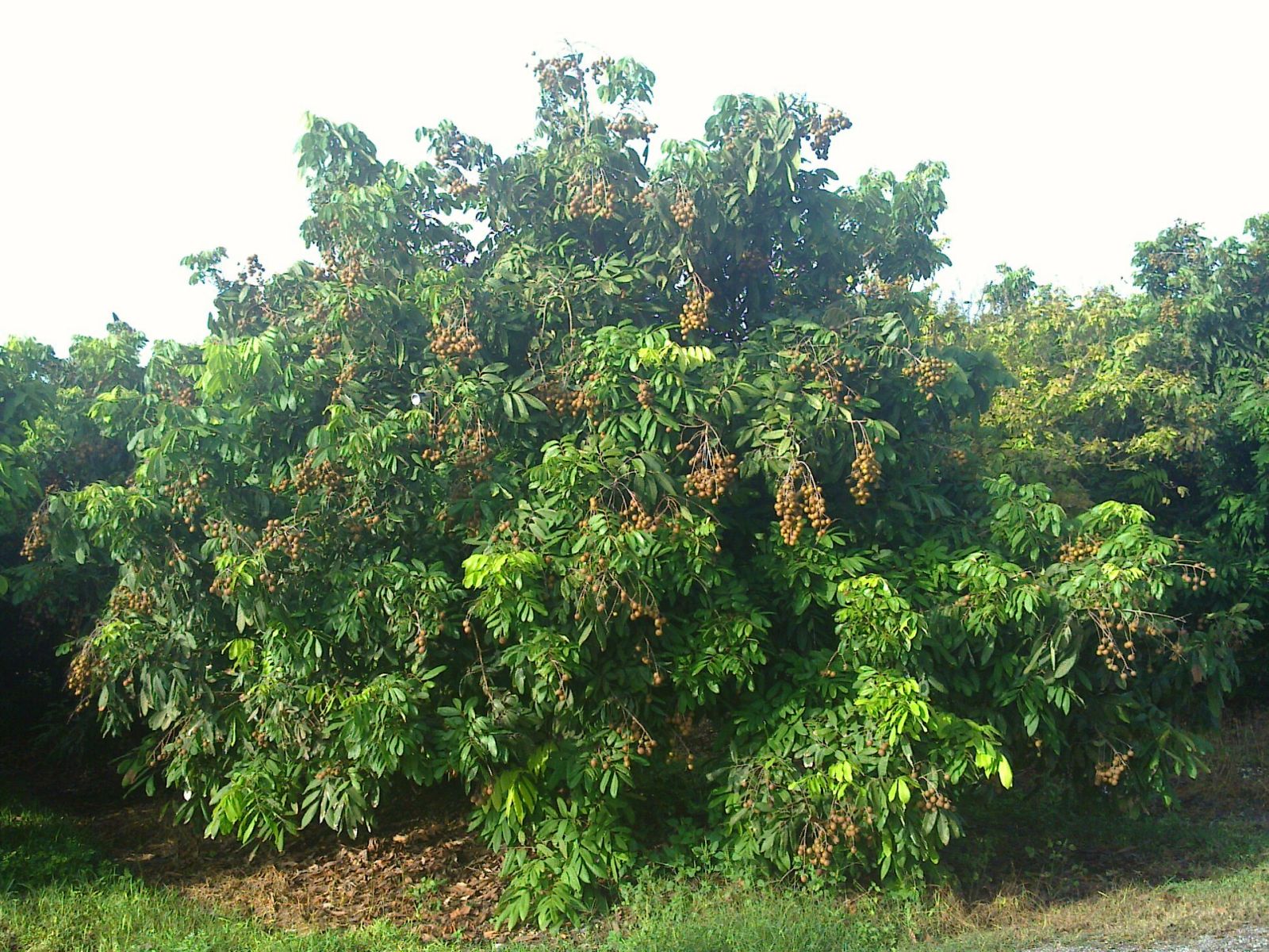 Fruit tree nursery pine island