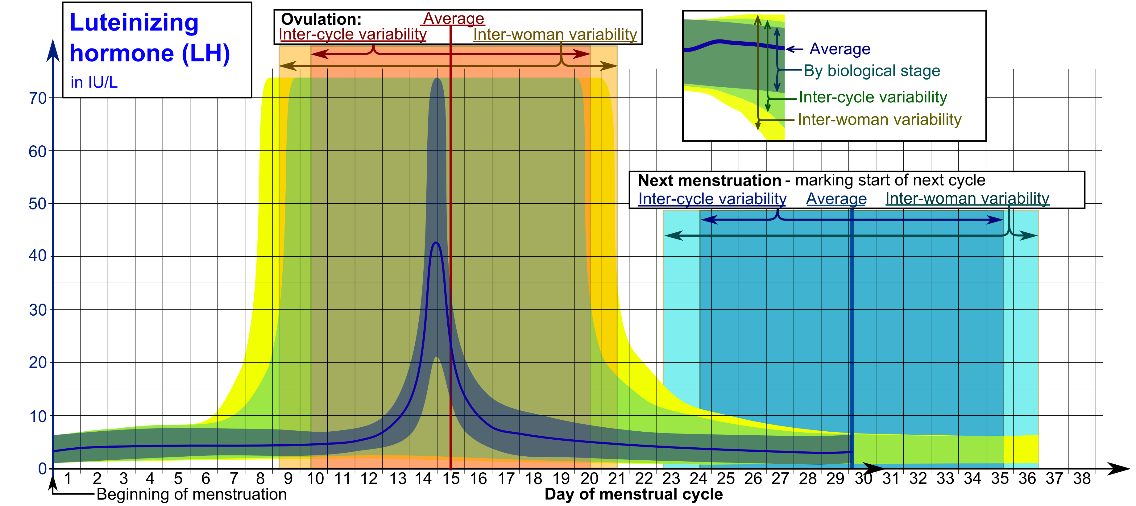 Luteal phase - Wikipedia