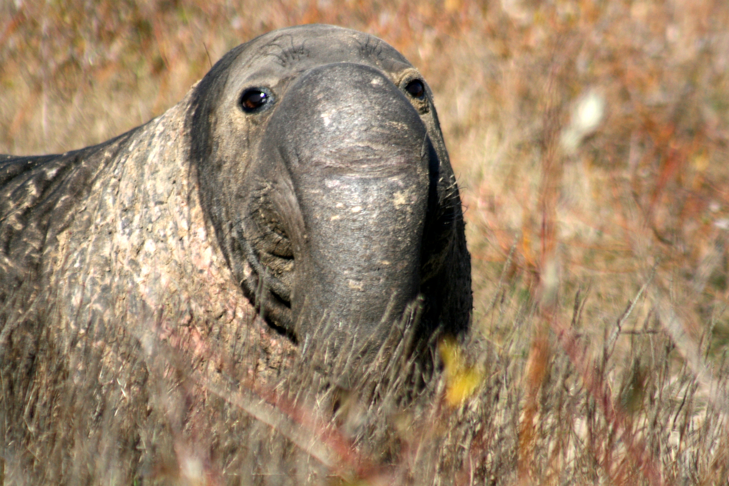 Seal elephant 10 Facts