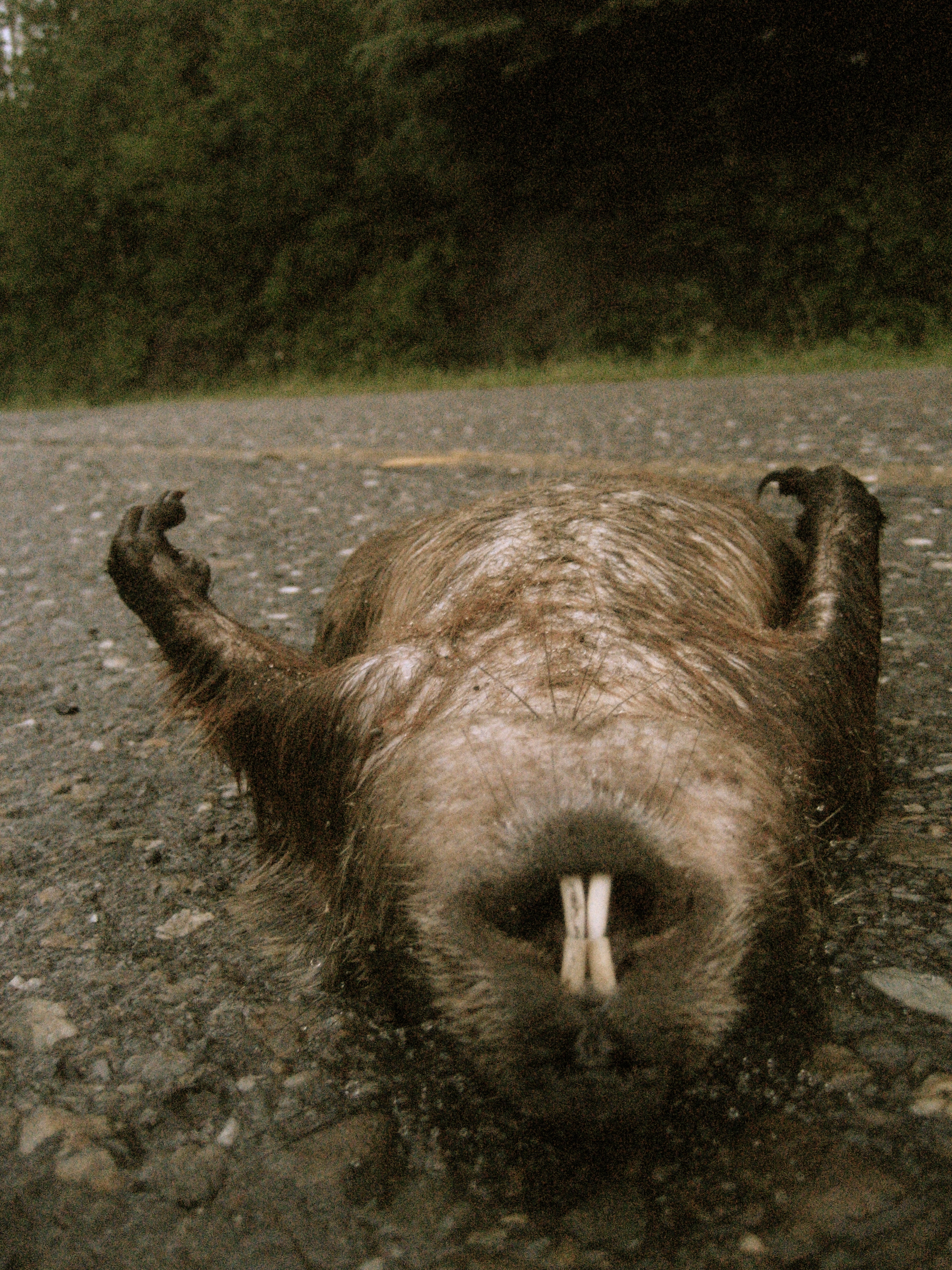 File Marmotte Morte Jpg Wikimedia Commons