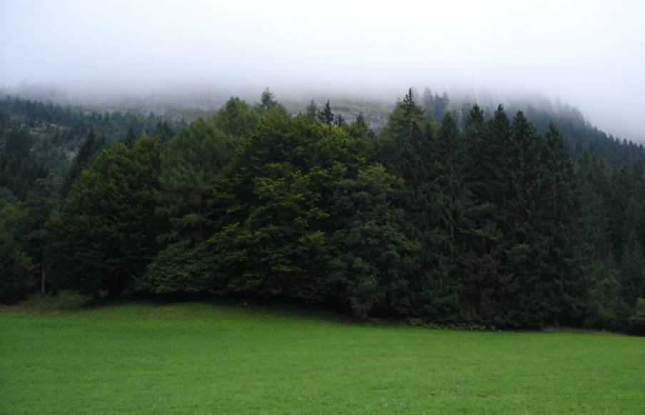 Picture of a mixed forest with mist in the background.