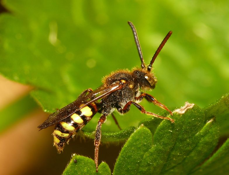 File:Nomada zonata m.jpg