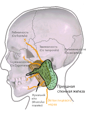Слюнная Железа Где Находится Фото
