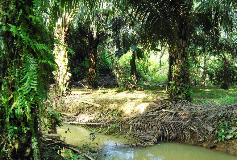 File:Perkebunan kelapa sawit milik rakyat (60).JPG