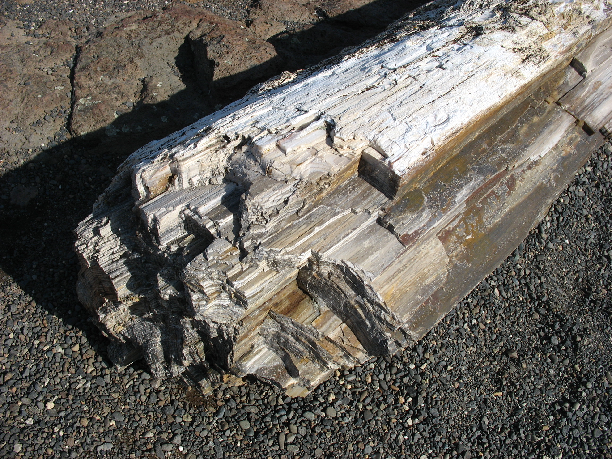 Photo of Ginkgo Petrified Forest State Park