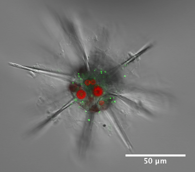 Acantharian radiolarian hosts Phaeocystis symbionts